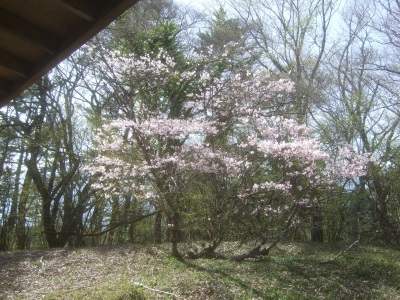 山桜