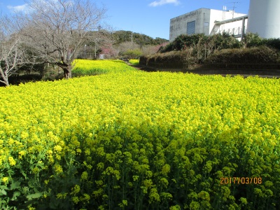 菜の花