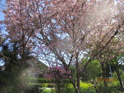紫つつじと桜花