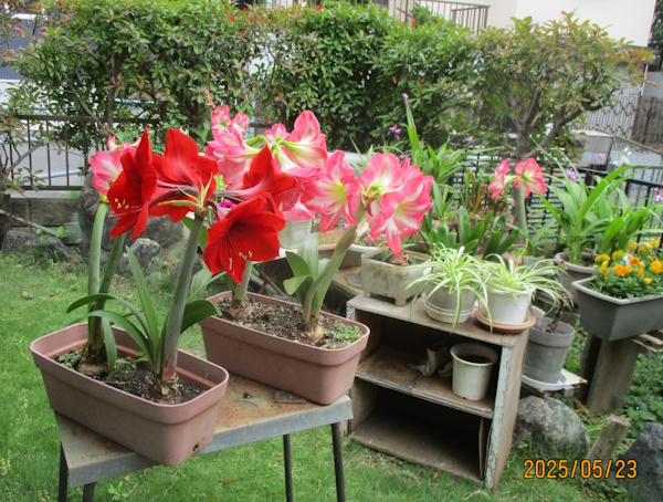 アマリリス競演