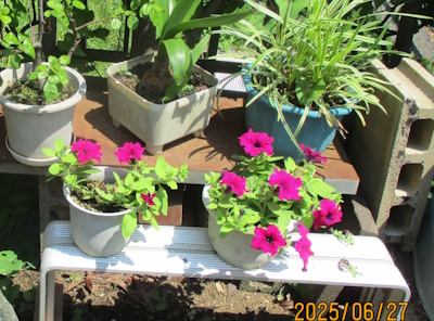 サファニアが咲いた